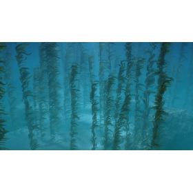 Seaweed Animated 3D model